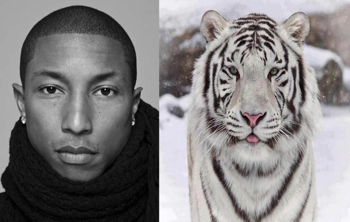 Pharrell-tiger